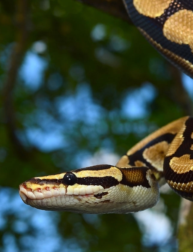 Save the Drama for your … Snake? – The most dramatic snake - Veterinary  Medicine at Illinois