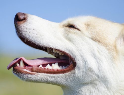 10 Things Your Pet Wants You to Know About Their Dental Health