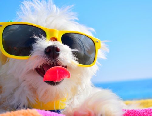 Sun’s Out, Tongues Out! Heat Safety Tips for Pet Owners