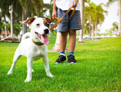 4 Hot Tips to Keep Your Pet Cool