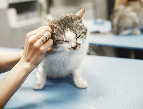 11 Diseases in Pets That Can Be Prevented Through Wellness Care