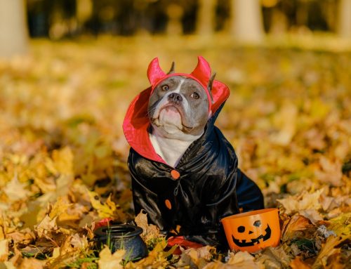 Spooky Season Safety: How to Keep Your Pets Safe This Halloween