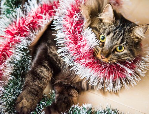 Top Tips to Protect Your Pets This Holiday Season