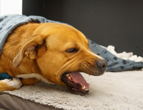 Protecting Your Dog from Kennel Cough: Prevention Tips for Owners